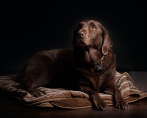 The Top 5 Dog Breeds for Families: The Perfect Canine Companion- Labrador Retriever.