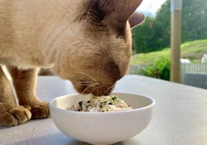 Vet Approved Homemade Cat Food Recipes