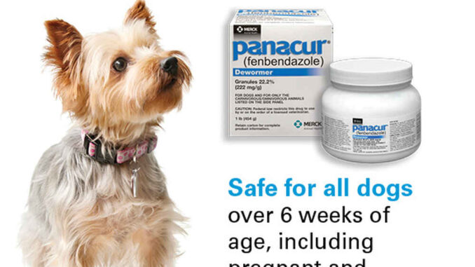 Fenbendazole for Dogs