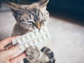 Oral Flea Treatment for Cats