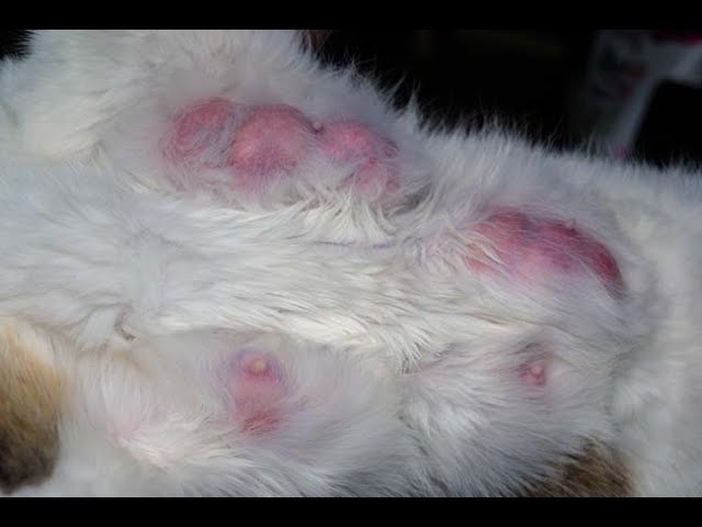Mastitis in Cats Home Treatment