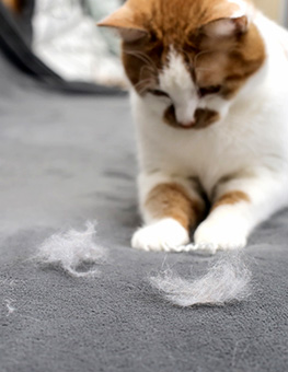 The Best Hairball Treatment for Cats
